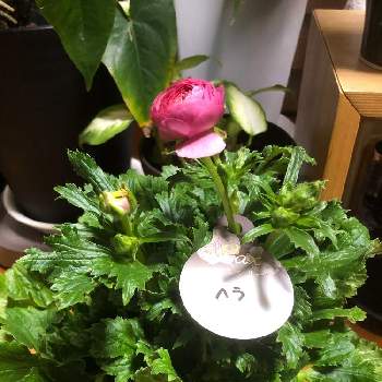 ラナンキュラスラックス ヘラの投稿画像一覧 Greensnap グリーンスナップ