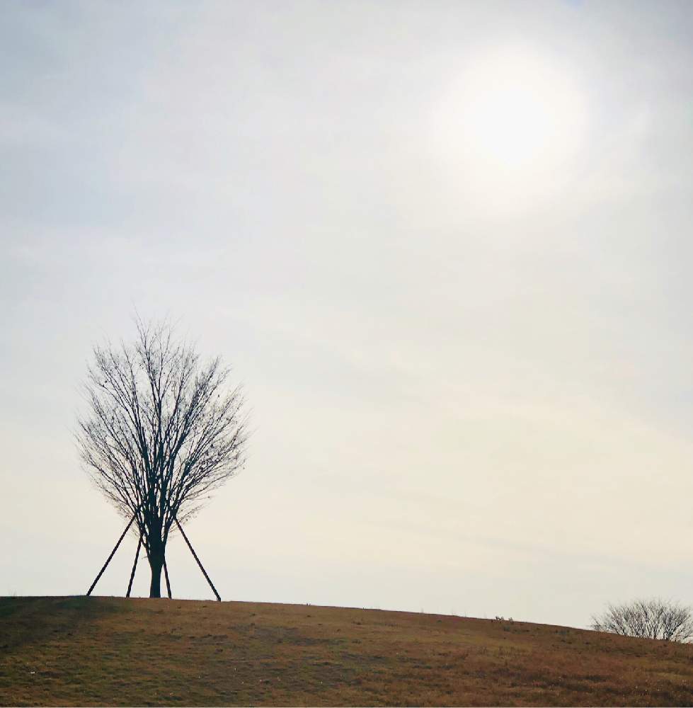 群馬県の投稿画像 By ムラッチさん あの木と群馬県太田市とアーティスティックフォトコン 月2月22日 Greensnap グリーンスナップ