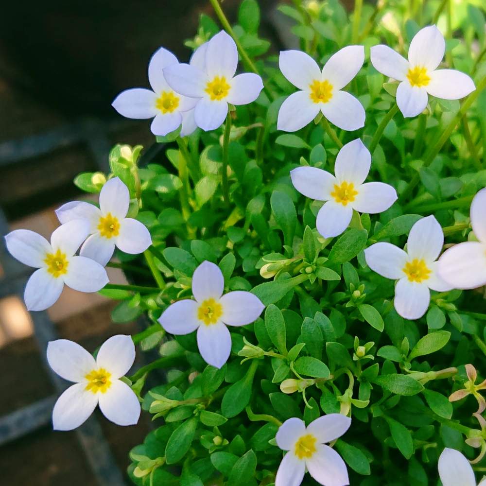 ヒナソウの投稿画像 By りん さん 花のある暮らしとヒナソウ 月2月22日 Greensnap グリーンスナップ