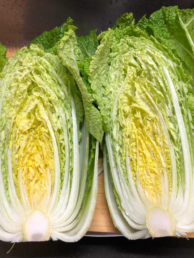 白菜栽培 4品種比べ Greensnap グリーンスナップ