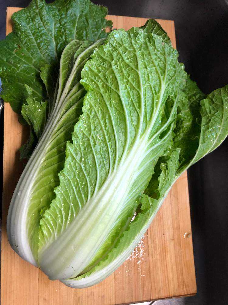 白菜栽培 4品種比べ Greensnap グリーンスナップ