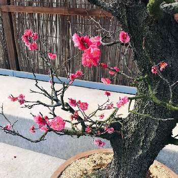 梅の季節の画像 by なないろ直売さん | 八重寒紅と梅の盆栽と梅の季節と春のおとずれとGS映え♡と香川県園芸総合センター