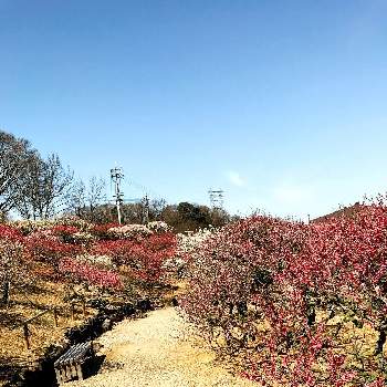 梅の季節の画像 by なないろ直売さん | お出かけ先と梅の木と香川県園芸総合センターとGS映え♡と花のある暮らしと春のおとずれと青空映えと梅の季節