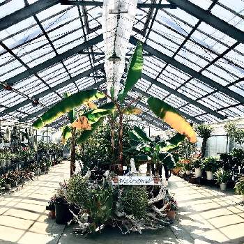 温室の植物の画像 by なないろ直売さん | お出かけ先とパイナップル科と温室の植物と香川県園芸総合センターとGS映え♡