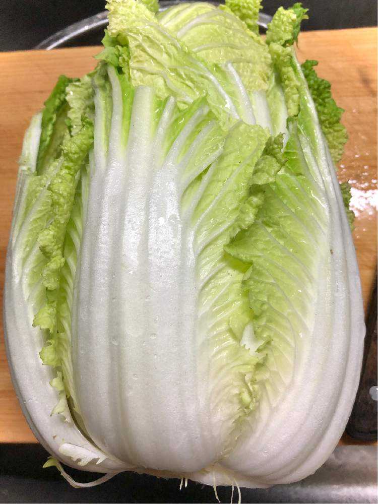 白菜栽培 4品種比べ Greensnap グリーンスナップ
