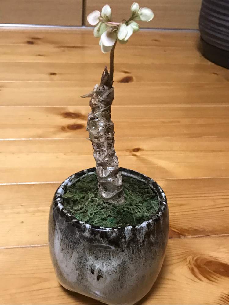 さくらベゴニア 根茎性ベゴニア クラシカウリス の投稿画像 By ぶーちゃんさん さくらベゴニア クラシカウリスと山形と観葉植物とgs映えとgs日和と今日の戦利品と植中毒と塊根植物と珍奇植物と仲間入りと花のある暮らしと夫婦揃って植中毒と仙台遠征と愛子ガーデン