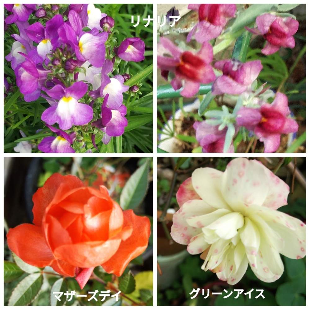 小さな庭の投稿画像 By メリーさん オレンジマザーズデイとばら バラ 薔薇とグリーンアイス とリナリア と鉢植えと花のある暮らしとオレンジマザーズデイとばら バラ 薔薇とグリーンアイス とリナリア と鉢植えと花のある暮らし 月2月23日 Greensnap