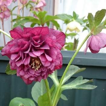 多弁の花の投稿画像一覧 Greensnap グリーンスナップ