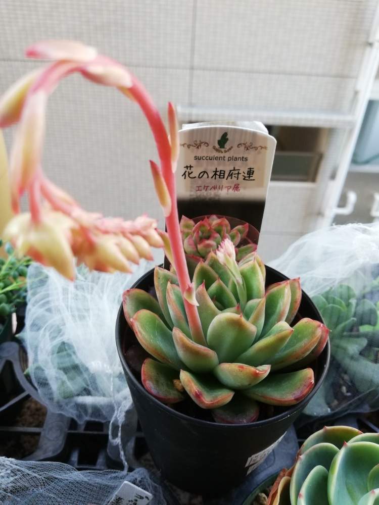 花の相府蓮の投稿画像 By マカロニさん 多肉植物と元気だしてと大切に育てたい と行きますと花のある暮らしと多肉初心者と花 も多肉も好きとバルコニー ベランダと多肉植物と元気だしてと大切に育てたい と行きますと花のある暮らしと多肉初心者と花も多肉も好き