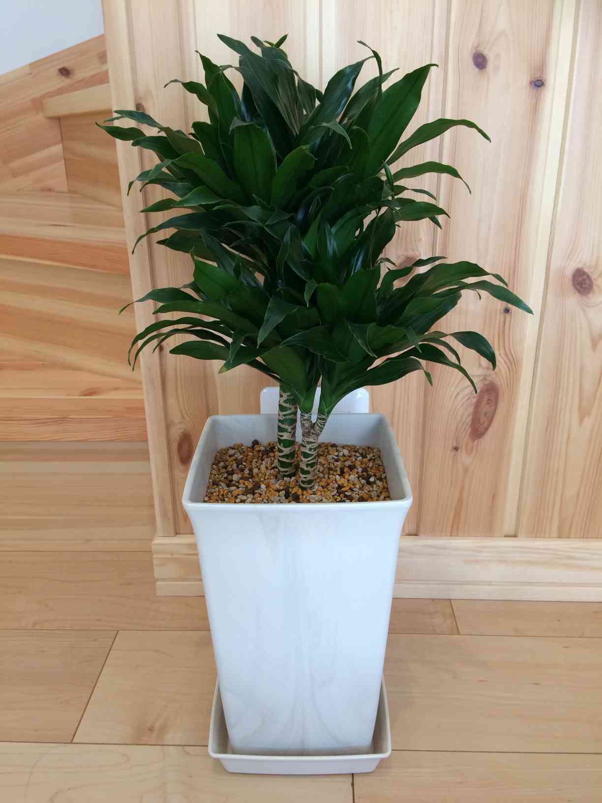 ドラセナ ジャネットクレイガイ コンパクタの一覧｜🍀GreenSnap