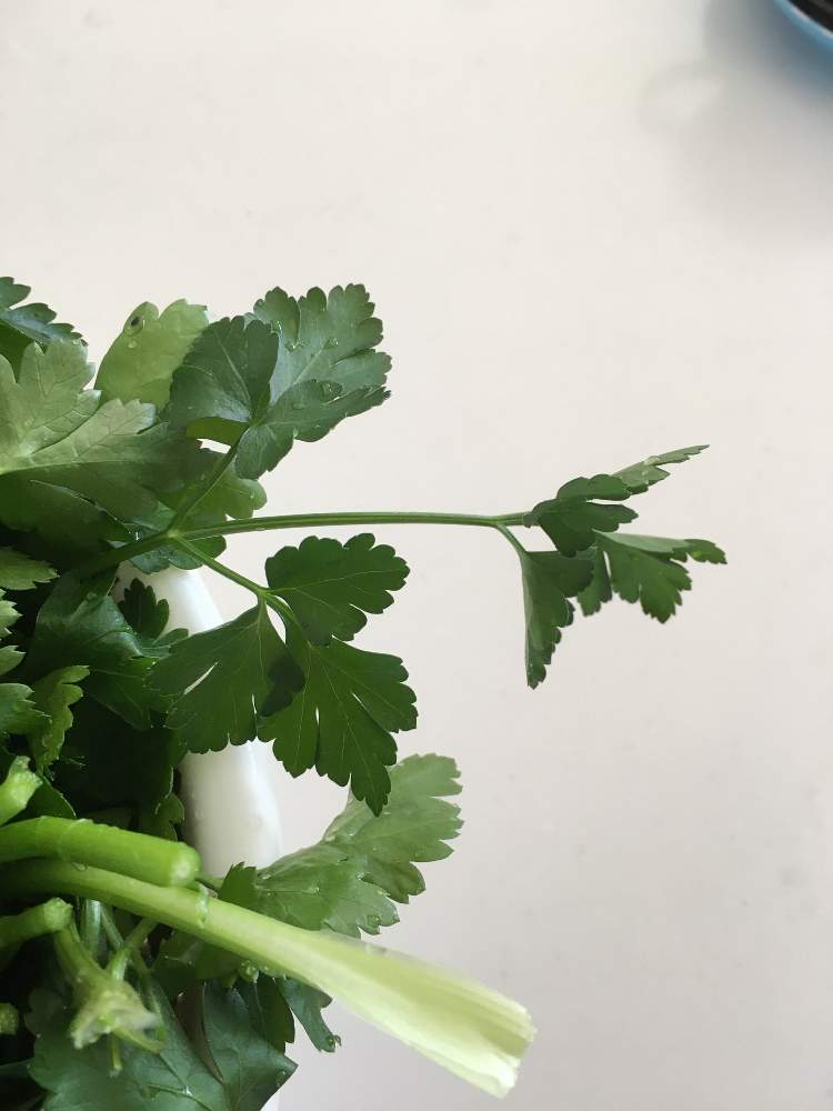 ジャイさんの投稿画像 月2月23日 Greensnap グリーンスナップ