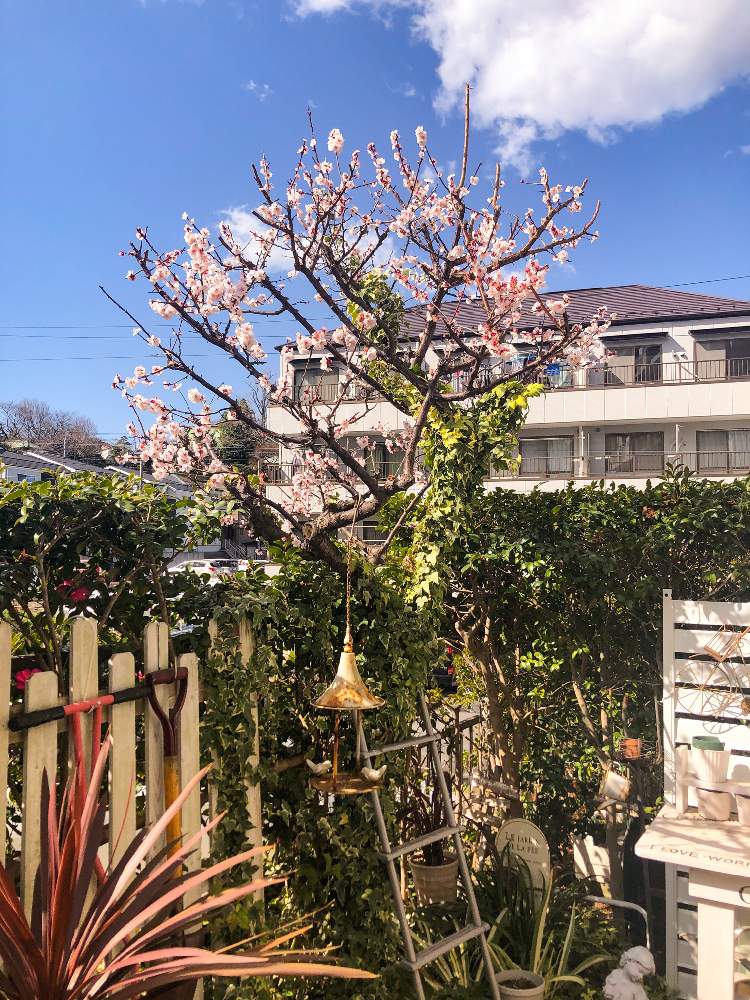 梅の木 の投稿画像 By Dodoさん 剪定したいと花のある暮らしと小さな庭 とマンションの庭と週末ガーデナー 2020月2月23日 Greensnap グリーンスナップ