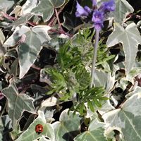 アイビー（ヘデラ）,レースラベンダー,てんとう虫 ナナホシテントウ,斑入りヘデラ,花のある暮らしの画像