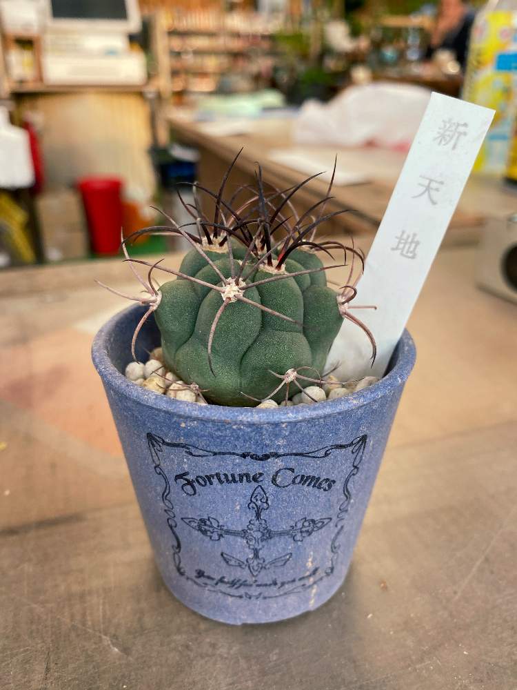 新天地の投稿画像 By お花大好きさん 第一園芸センター さん 花のある暮らしとサボテン女子 月2月23日 Greensnap グリーンスナップ