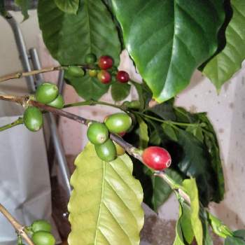 実を付けた植物フォトコンの画像 by しのってぃさん | 窓辺とコーヒーの実と実を付けた植物フォトコン