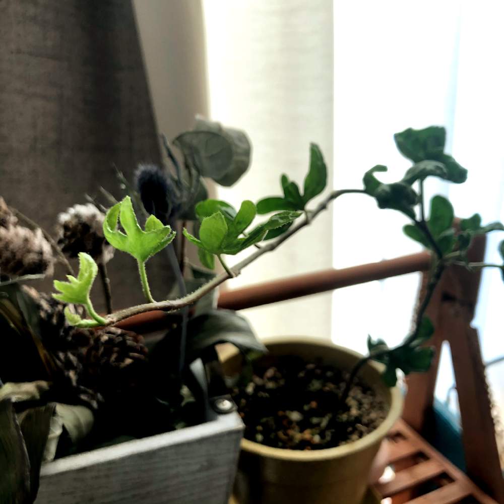 観葉植物の投稿画像 By Kinocoさん 復活 と植中毒とこぐまの足音 ヘデラ とgreenと新芽 月2月23日 Greensnap グリーンスナップ