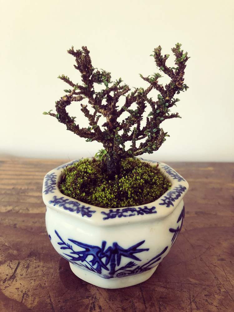 香丁木の投稿画像 By ゆりさん 一目惚れとベランダガーデンと植物の名前を覚えたい と健気に生きているとマンションのベランダと盆栽と苔好きさんと仲良くなりたい 月2月23日 Greensnap グリーンスナップ