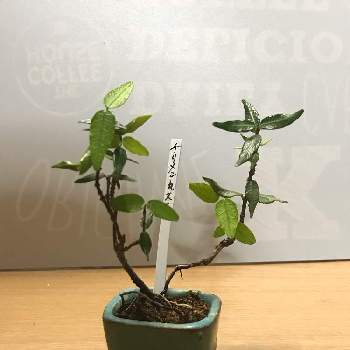 ちりめんかづらの投稿画像一覧 Greensnap グリーンスナップ ちりめんかづらの投稿画像一覧 Greensnap グリーンスナップ