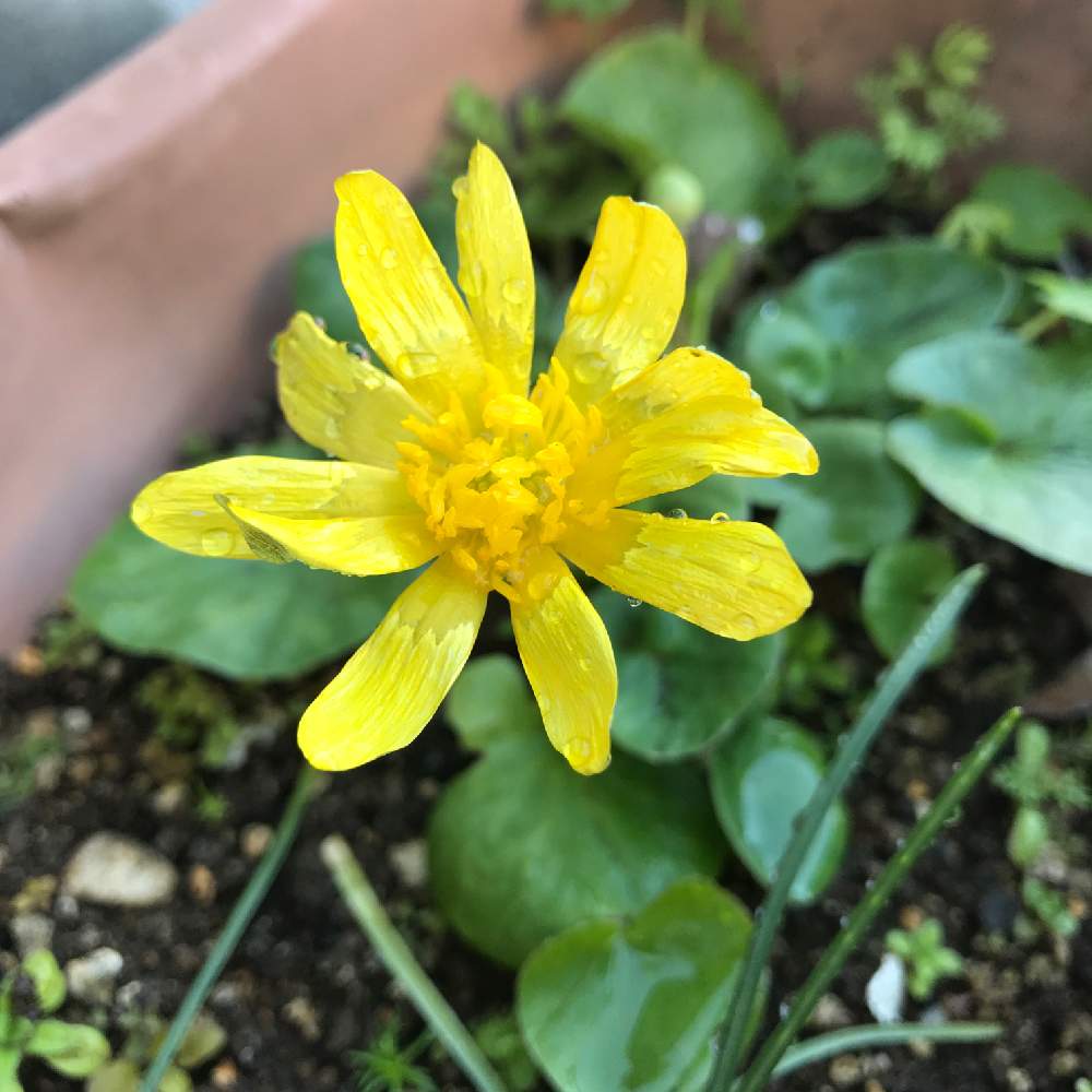 寄せ植えの投稿画像 By あねもねさん 花壇と小さな花壇と土いじり好きと花の写真で癒されると花の写真撮るのが好きと花のある暮らしとヒメリュウキンカとバルコニー ベランダと寄せ植えと花壇と小さな花壇と土いじり好きと花の写真で癒されると花の写真撮るのが好きと花
