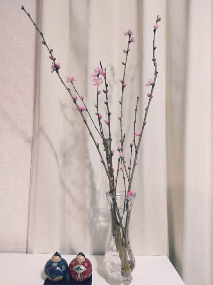 桃の花の投稿画像 By コビトカバさん ひな祭りと桃の節句と桃の枝と花のある暮らしとお雛様 月2月23日 Greensnap グリーンスナップ
