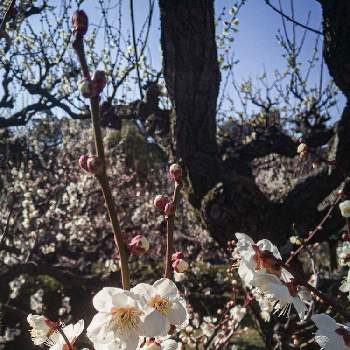 一重の白梅の画像 by otoさん | お出かけ先と南高梅と春の空気の流れと大阪城梅林と2020新春と白梅赤萼と一重の白梅