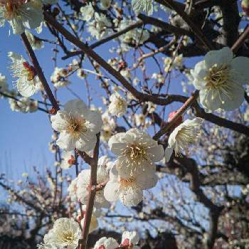 一重の白梅の画像 by otoさん | お出かけ先と白梅と小梅！と春の空気の流れと大阪城梅林と白梅赤萼と一重の白梅