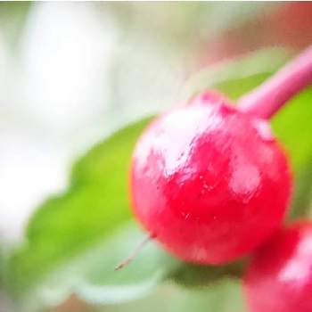 実を付けた植物フォトコンの画像 by cherry♥sageさん | お出かけ先と万両とお写んぽと植中毒と散歩道と実を付けた植物フォトコンとお散歩と赤い実