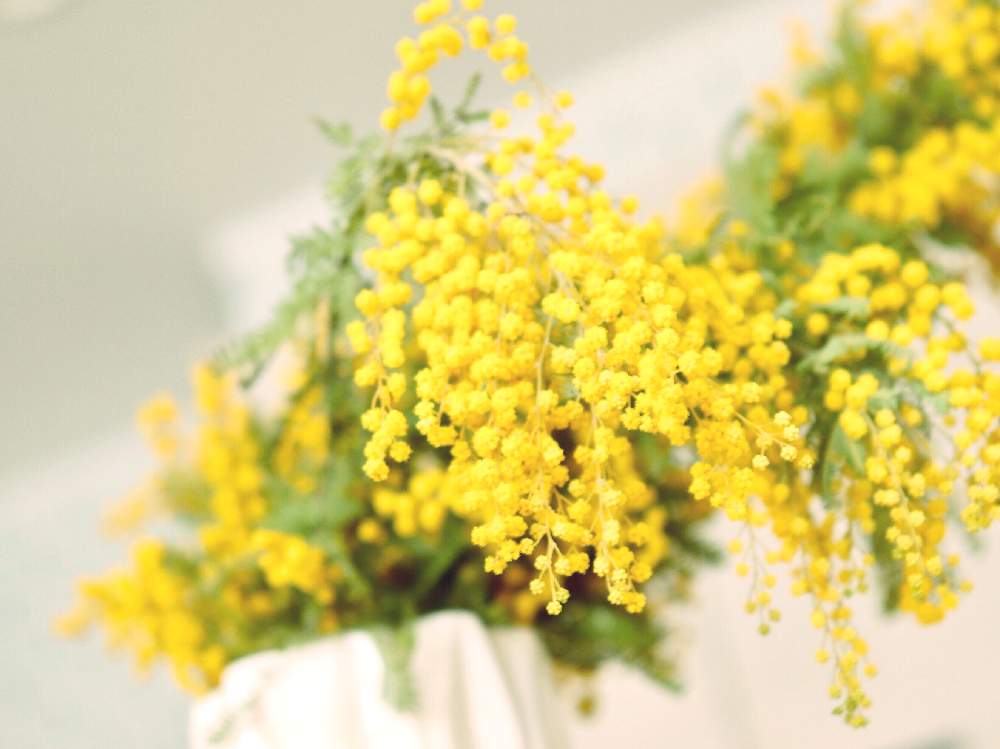 元気パワーの投稿画像 By Yamatotoさん 黄色い花と春らしいと癒されると可愛いと花のある暮らしとミモザ とチーム福岡 月2月23日 Greensnap グリーンスナップ
