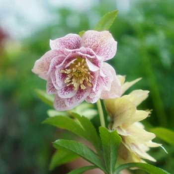 松浦園芸の投稿画像一覧 Greensnap グリーンスナップ 松浦園芸の投稿画像一覧 Greensnap グリーンスナップ