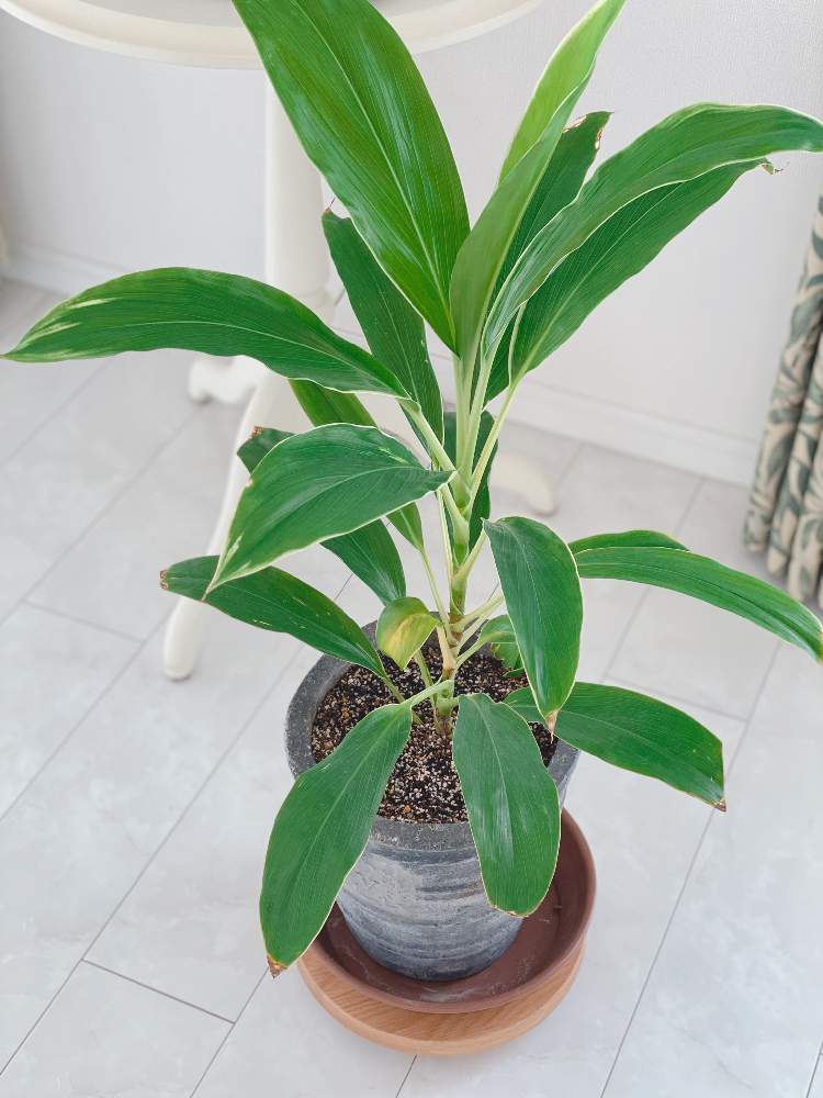 ドラセナの成長記録 Greensnap グリーンスナップ