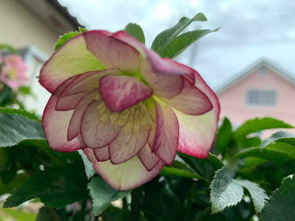 ダブルピコティ 杉山交配 クリスマスローズ Greensnap グリーンスナップ