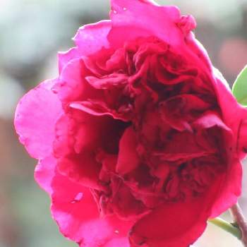 南蛮紅  椿の画像 by サワーポメロさん | 小さな庭と素敵な庭に✨と皆様に感謝と我が家の椿と花のある暮らしと南蛮紅  椿