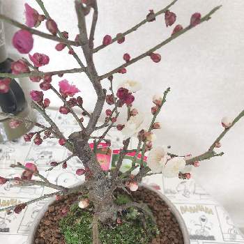 実を付けた植物フォトコンの画像 by ぎんさん | 部屋と梅の花と花のある暮らしと実を付けた植物フォトコン