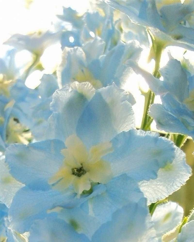 デルフィニウムの投稿画像 By ふらわぁ さん 可愛い花と青い花と淡い色の花と綺麗な花と花のある暮らし 月2月23日 Greensnap グリーンスナップ