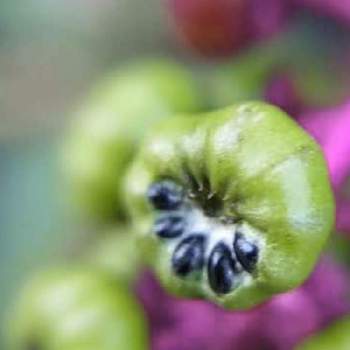 実を付けた植物フォトコンの画像 by cherry♥sageさん | お出かけ先とヨウシュヤマゴボウとお写んぽと植中毒と散歩道と緑の実と実を付けた植物フォトコンとお散歩