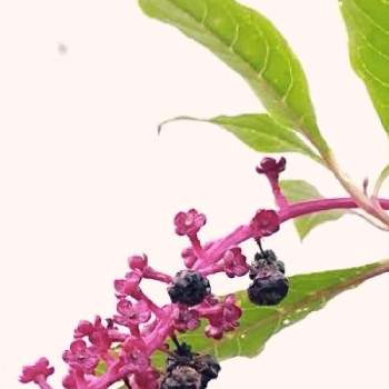 実を付けた植物フォトコンの画像 by cherry♥sageさん | お出かけ先とヨウシュヤマゴボウとお写んぽと植中毒と赤紫の花と赤い茎と実を付けた植物フォトコンとお散歩と赤紫の実