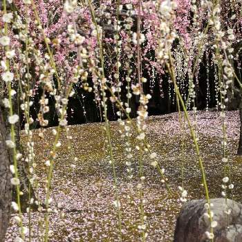 観梅の画像 by itukushima111さん | お出かけ先と観梅と白梅の花と梅見と冬の花と京都と梅の名所