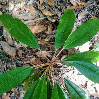 ゆずりはの投稿画像一覧 Greensnap グリーンスナップ