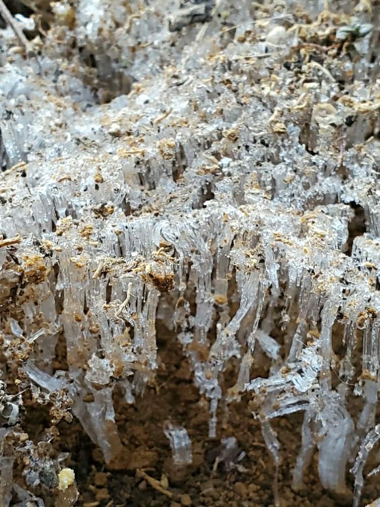 霜柱の投稿画像 By ゆりさん 自然美と朝の風景と自然界から贈りもの 月2月24日 Greensnap グリーンスナップ