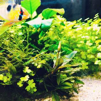 ブセファランドラ の投稿画像一覧 Greensnap グリーンスナップ