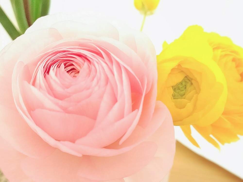 ラナンキュラスの投稿画像 By Yukoさん 季節を楽しむとピンクの花と季節の花と花のある暮らしと切り花 月2月24日 Greensnap グリーンスナップ