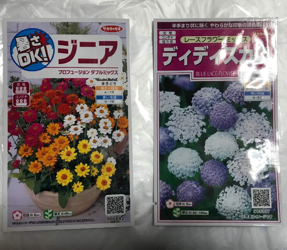 ジニア の投稿画像 By 秋さん ディディスカス とサカタの種と種蒔きとブルーレースフラワー と花のある暮らしとレースフラワー とたねからの幸せとジニア とディディスカス とサカタの種と種蒔きとブルーレースフラワー と花のある暮らしとレースフラワー と