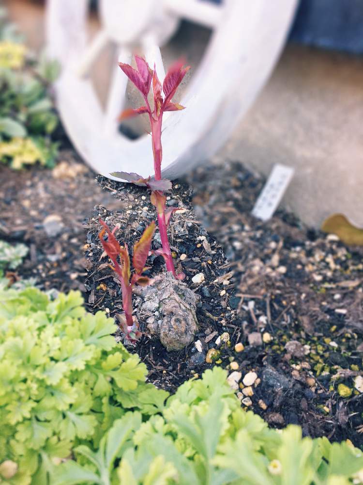 ばら バラ 薔薇の投稿画像 By Cucoさん 半日陰とバラ フランシス デュブリュイとガーデニングと花のある暮らしとお庭 月2月24日 Greensnap グリーンスナップ