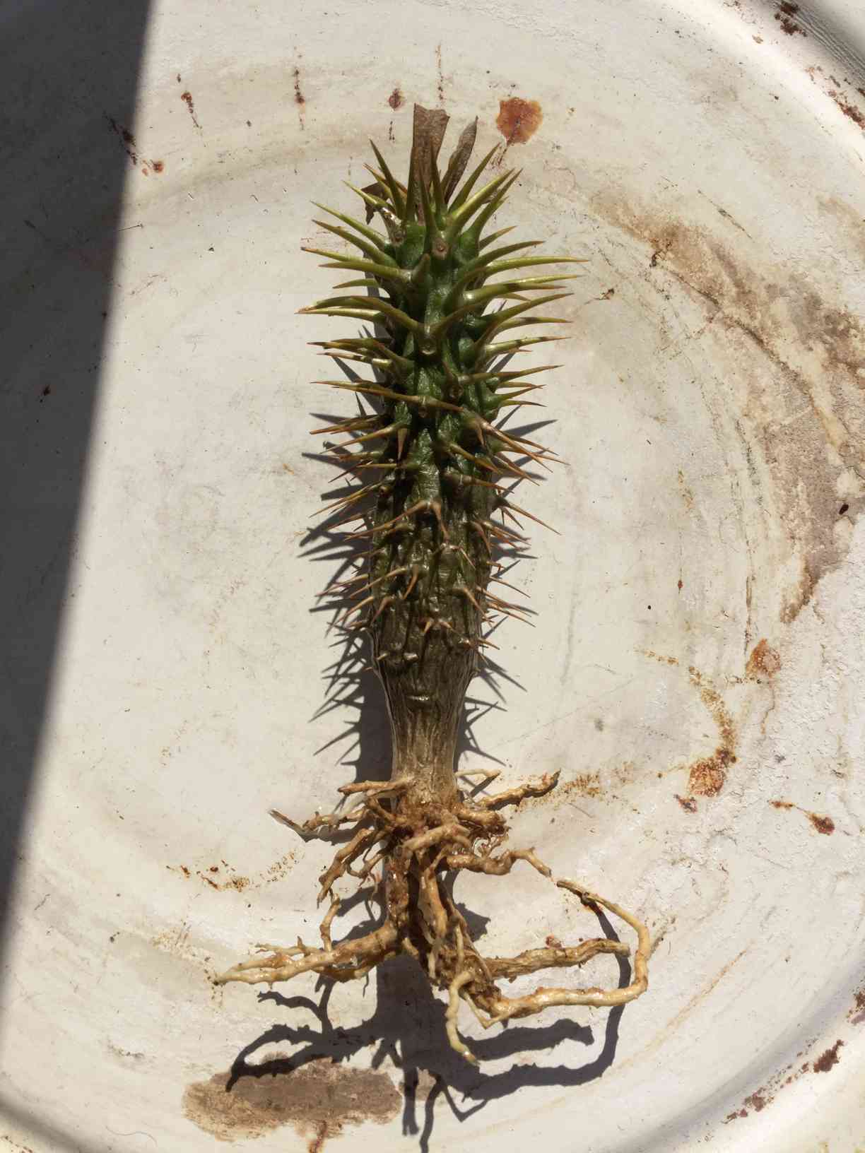 アンボンゲンセ 特選白肌 パキポディウム 塊根 サボテン パキポ