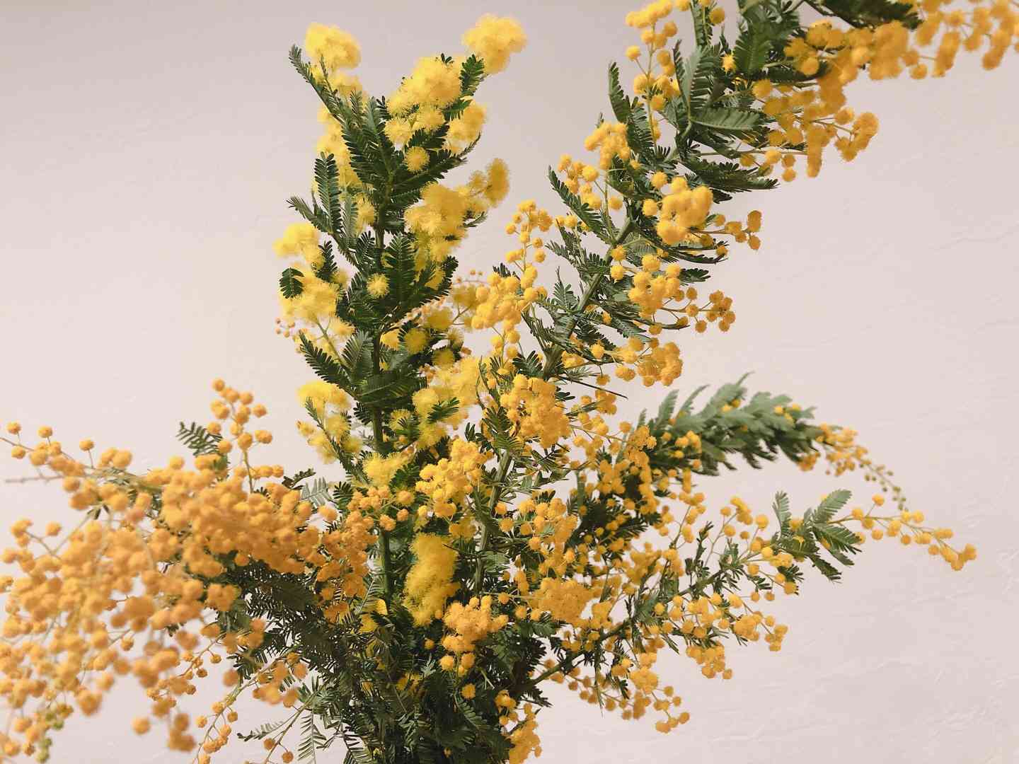 3.ミモザスワッグ ミモザ スワッグ | KAZEN 花然 - WEBSTORE