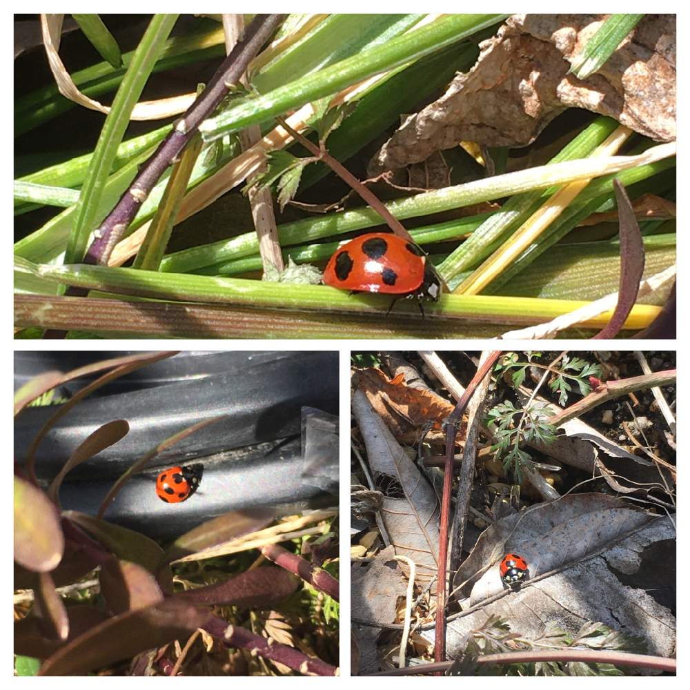 最大94 Offクーポン バートン Burton メンズ スキー スノーボード ベースレイヤー トップス Lightweight X Crew Baselayer Top Dark Slate Resist Dye Dprd Jatimprov Go Id 最大94 Offクーポン バートン Burton メンズ スキー スノーボード ベースレイヤー トップス Lightweight X Crew Baselayer Top Dark Slate Resist Dye Dprd Jatimprov Go Id