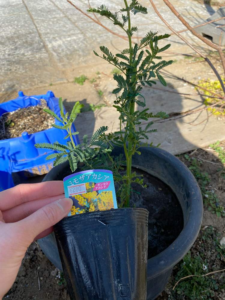 アカシアの投稿画像 By あらともさん ミモザアカシア 月2月24日 Greensnap グリーンスナップ