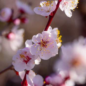 梅林公園の画像 by かばっちさん | お出かけ先と梅の花と豊後鶯宿と 梅の花とピンクの花と梅林公園と花のある暮らしとぶんごおうしゅく