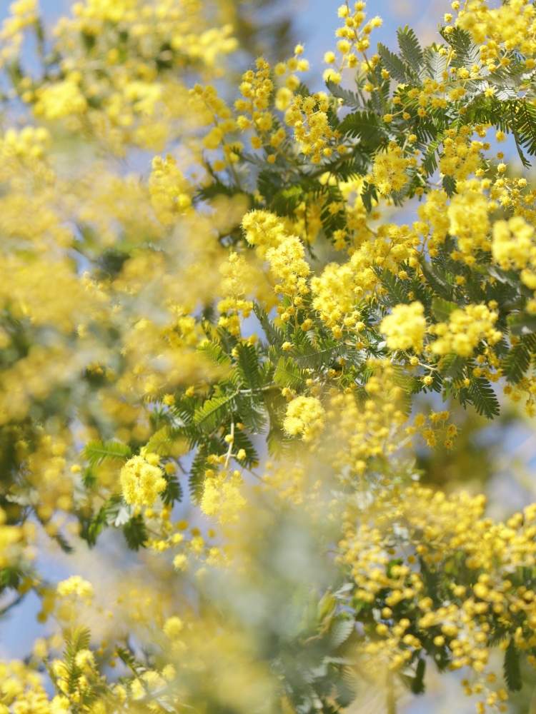 ミモザの投稿画像 By Razumini Miko さん お出かけ先と木場公園と花木とgs映えとgs日和と今日の一枚と今日のお花と花のある暮らしと木場公園と花木とgs映えとgs日和と今日の一枚と今日のお花と花のある暮らし 月2月24日 Greensnap グリーンスナップ ミモザの投稿画像 By Razumini Miko さん お出かけ先と木場公園と花木とgs映えとgs日和と今日の一枚と今日のお花と花のある暮らしと木場公園と花木とgs映えとgs日和と今日の一枚と今日のお花と花のある暮らし 月2月24日 Greensnap グリーンスナップ