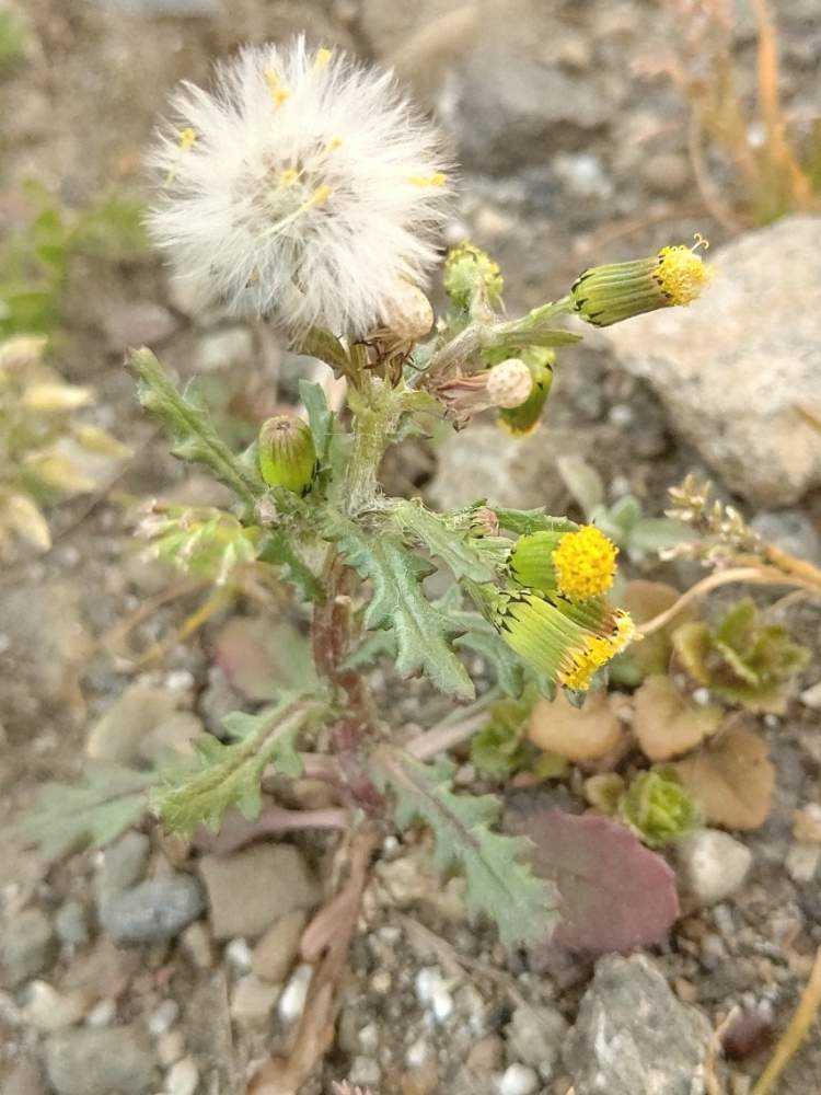 お写んぽ日記vol 1 Greensnap グリーンスナップ